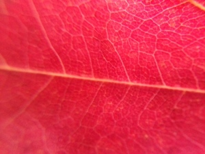 IMG_2495.JPG